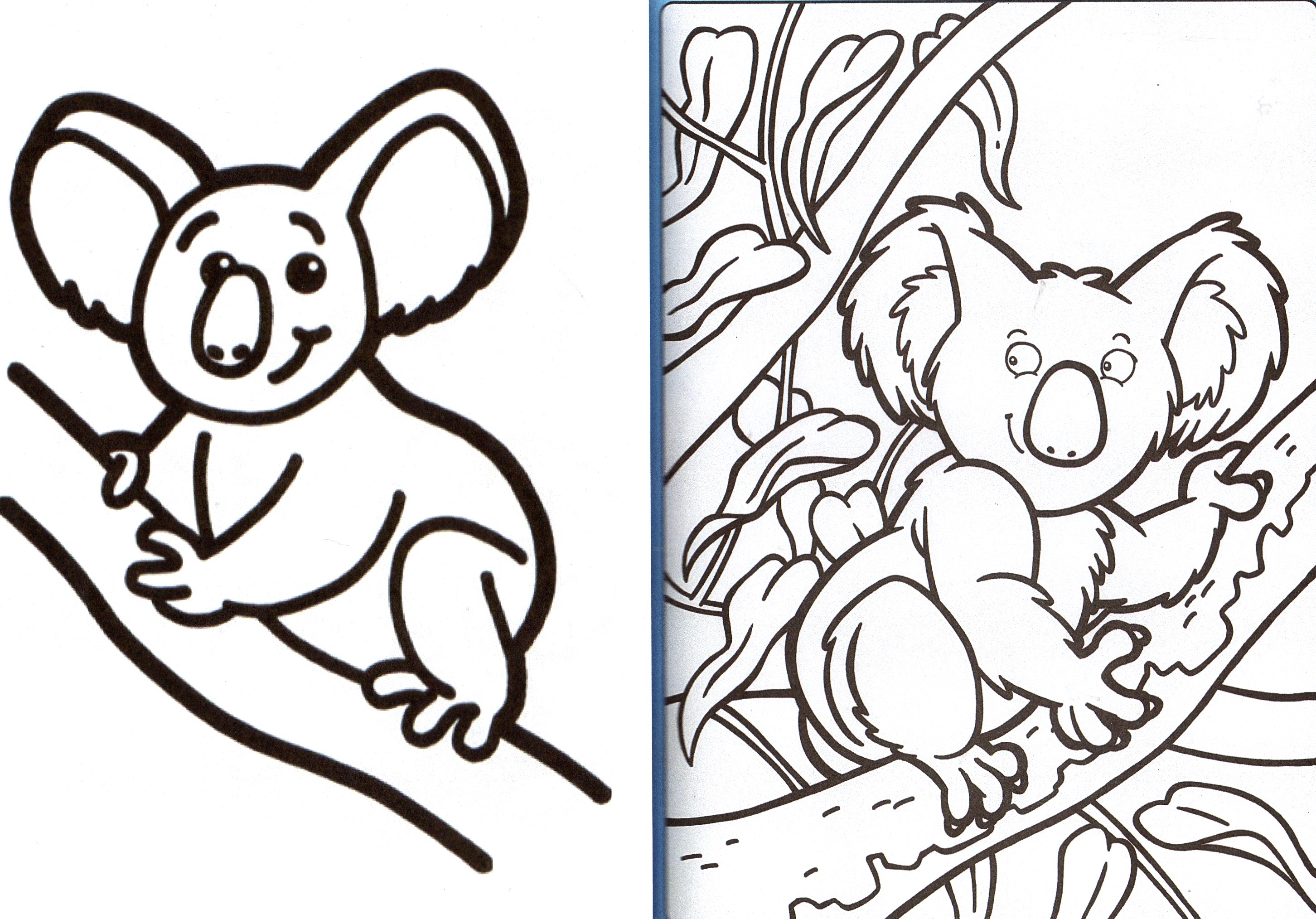 Afin de les imprimer coloriages 2 koalas
